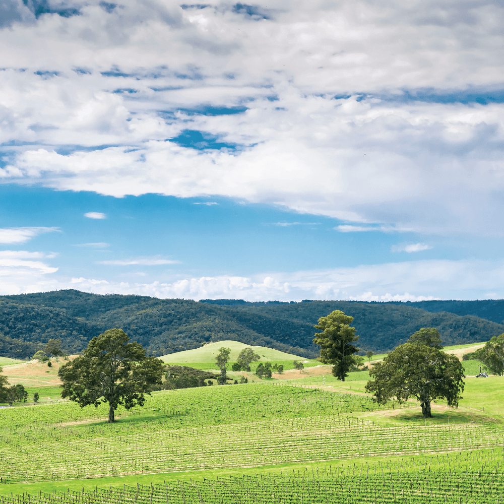Haselgrove Wines
