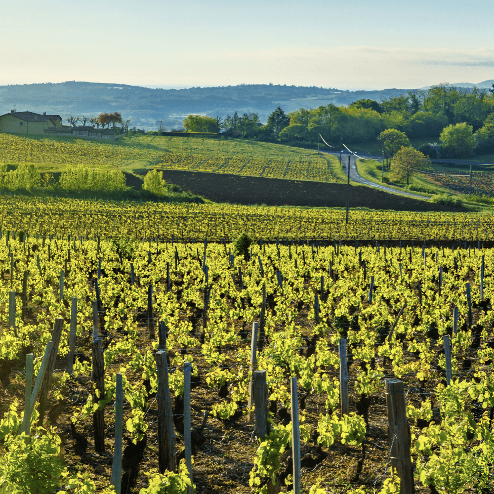 Domaine De La Janasse