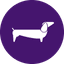 Purpledog